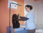 Perfect Pet-salon cosmetica canina