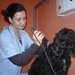 Perfect Pet-salon cosmetica canina